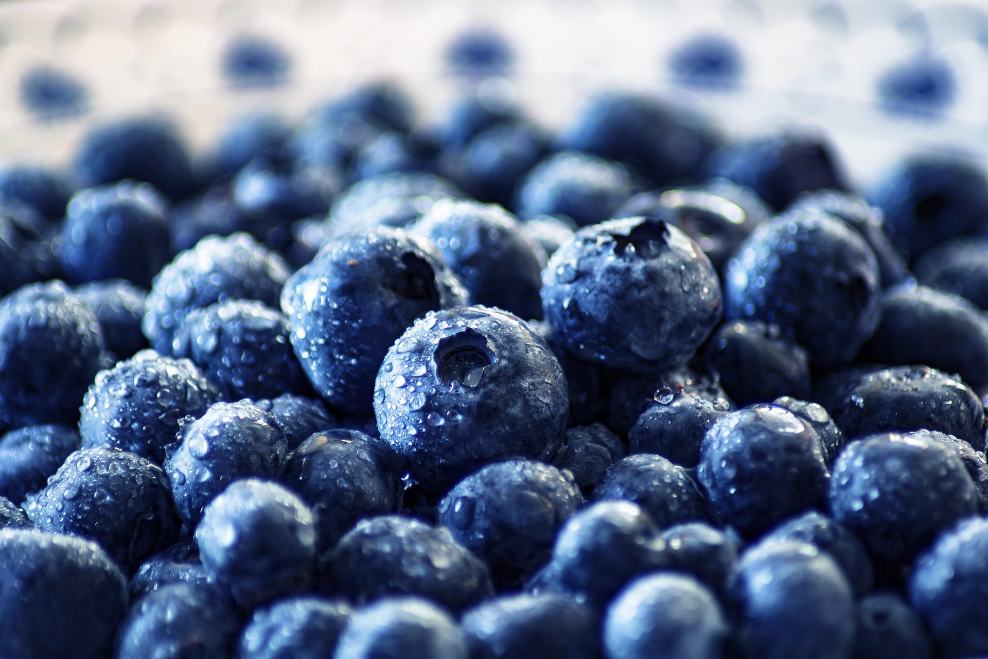 Fresh blueberries in a bowl, rich in antioxidants for immunity